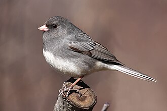 Dark-eyed Junco