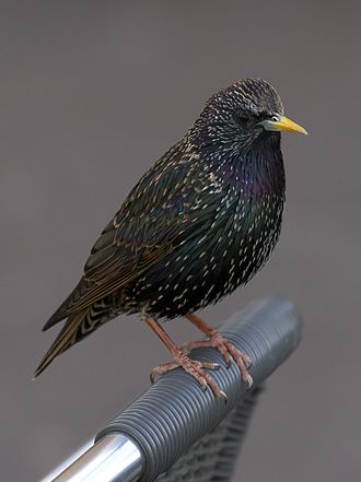 European Starling