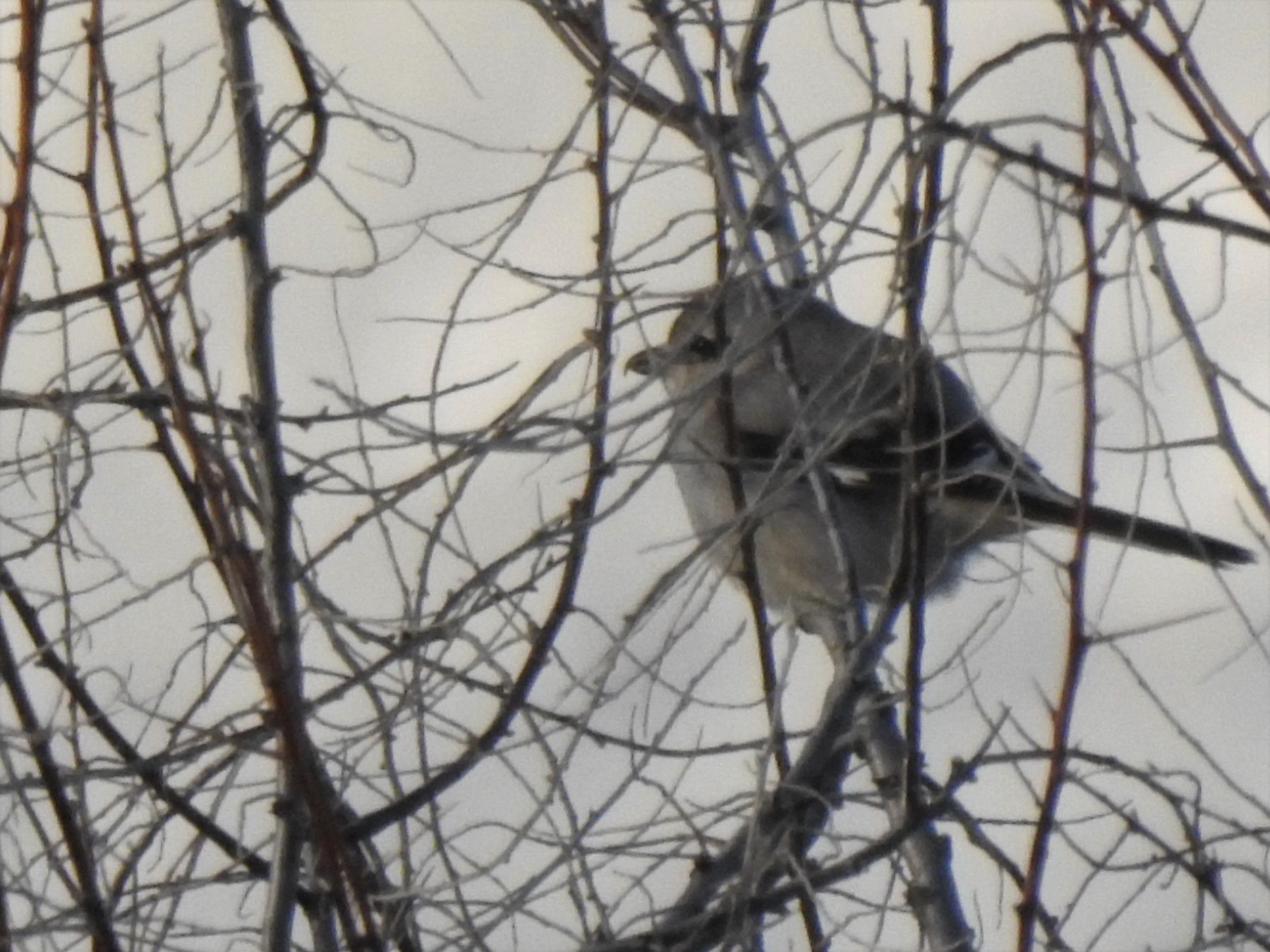 Golden-crowned Kinglet