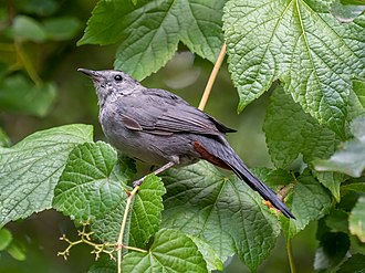 Gray Catbird